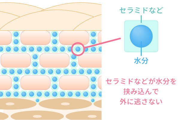 セラミドが水分を挟み込む保湿のイラスト